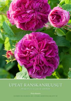 Upeat ranskanruusut - Praktfulla gallicarosor