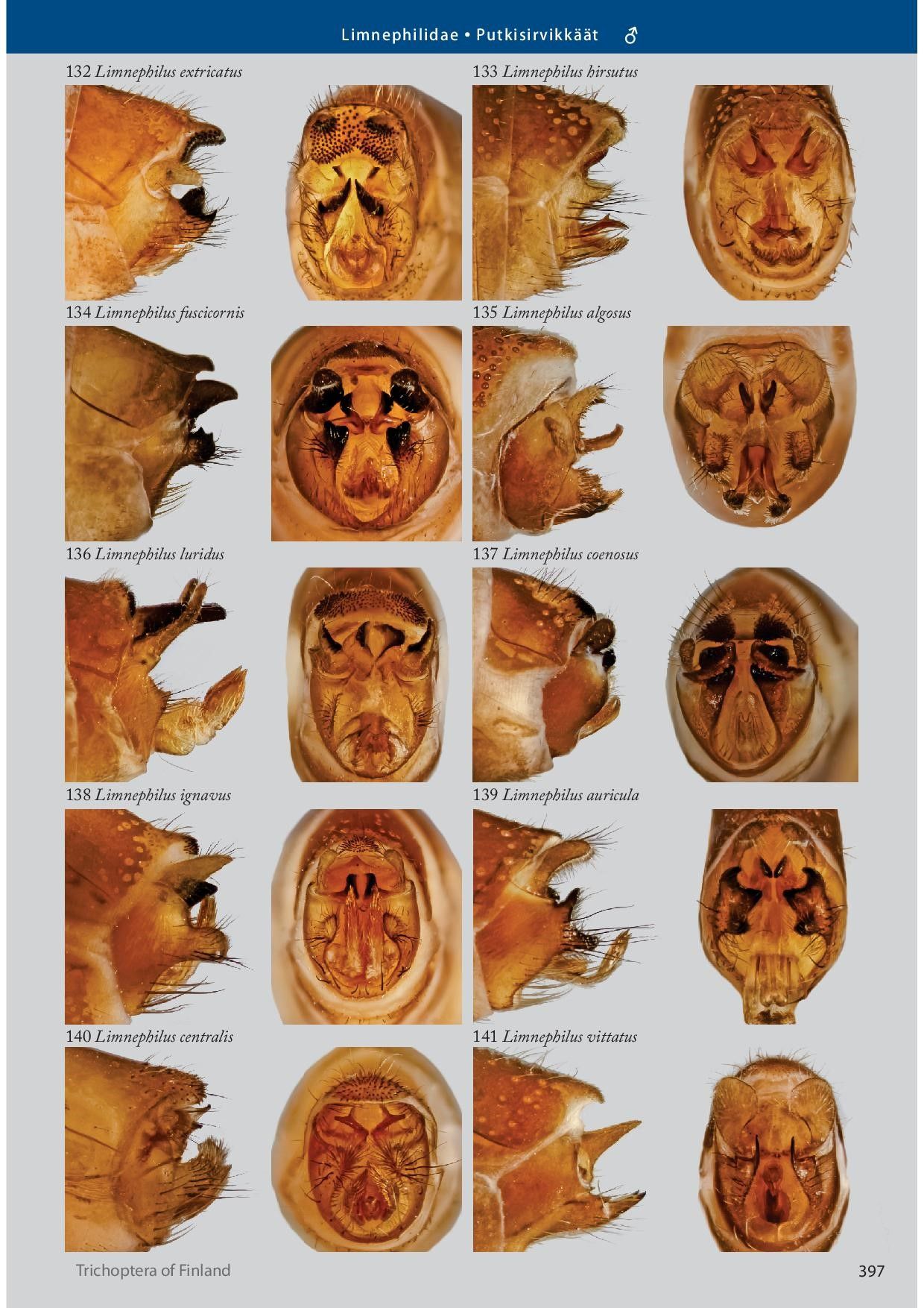 Suomen vesiperhoset - Trichoptera of Finland