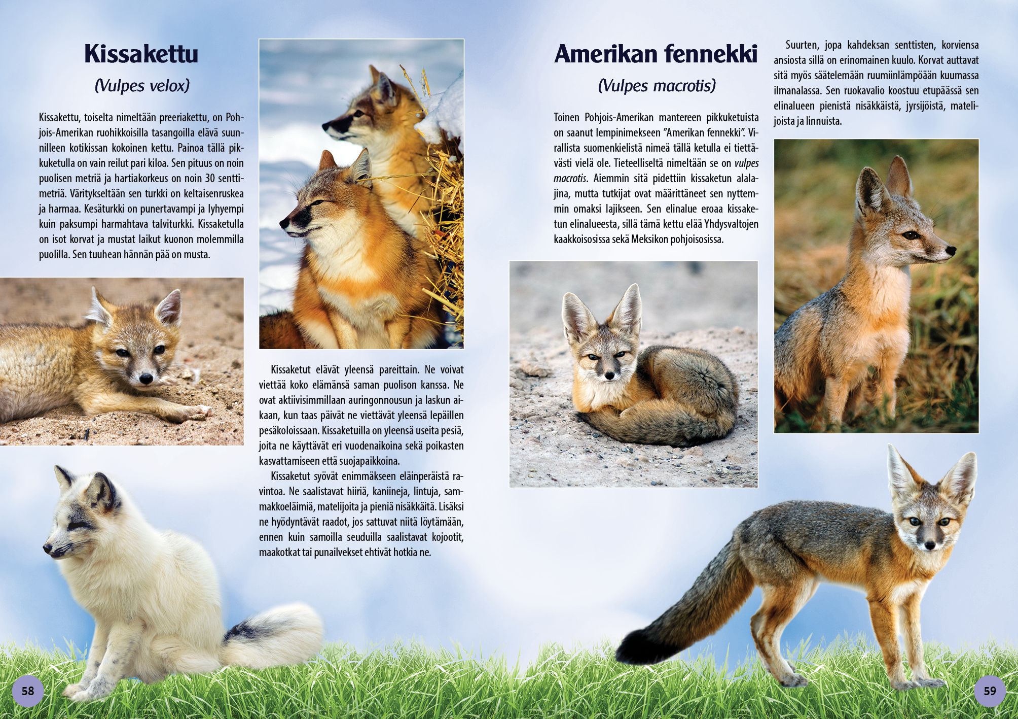 Koiraeläimet