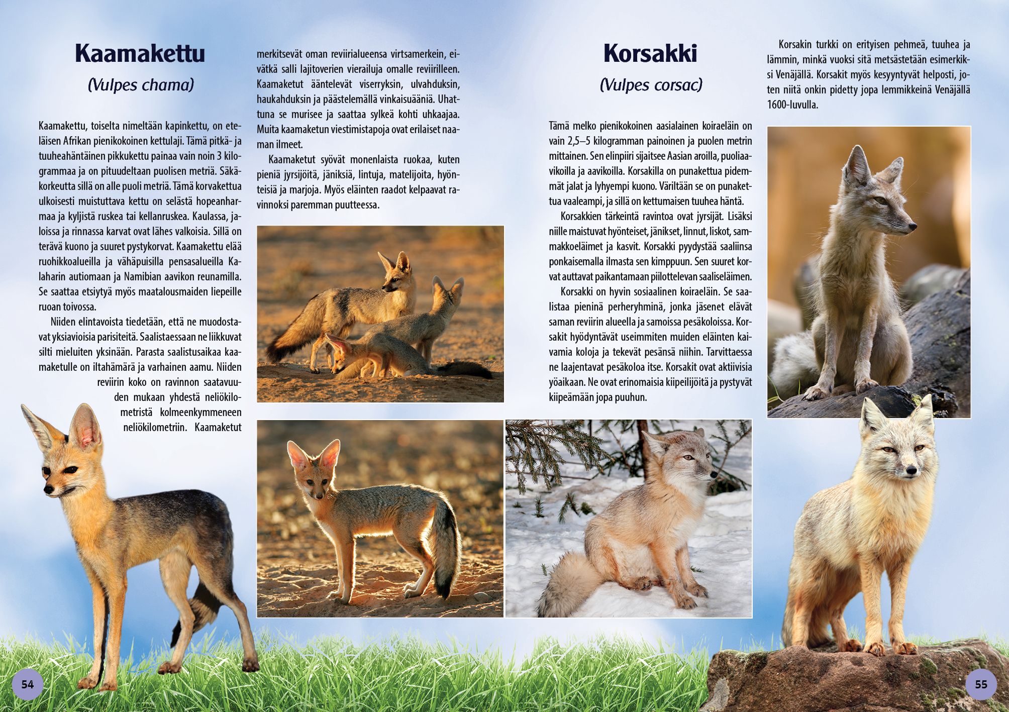 Koiraeläimet