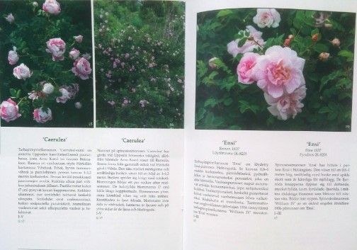 Tarhapimpinellaruusut ja tarhaharisoninruusut - Spinosissimarosor och harisoniirosor