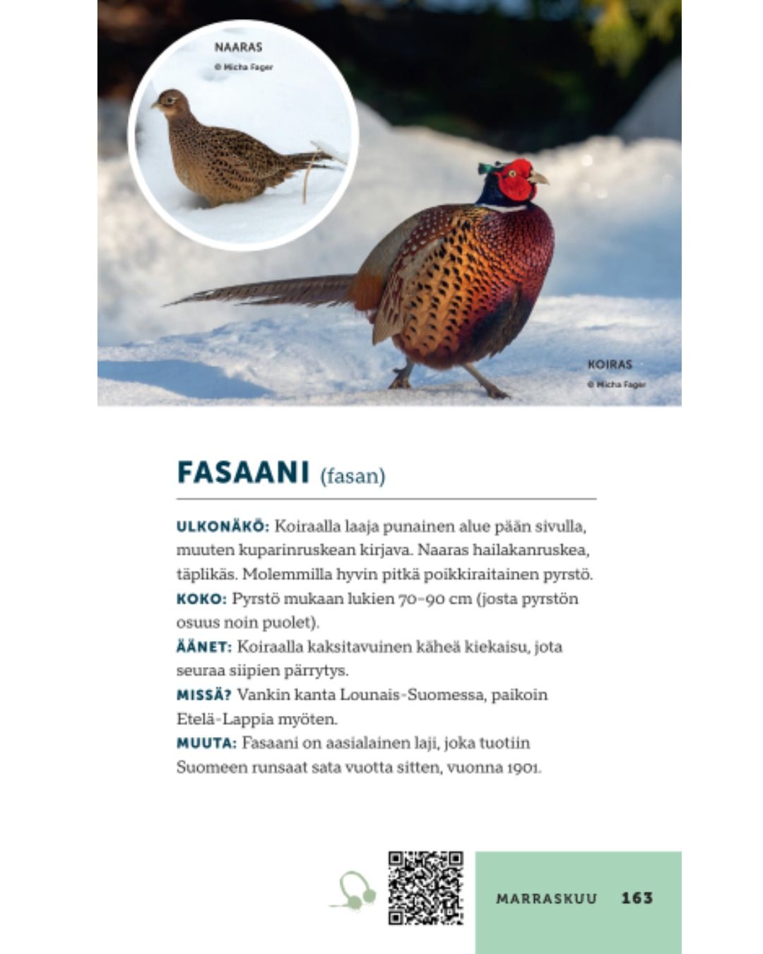 Tunnista 100 lintulajia