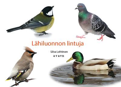 Lähiluonnon lintuja