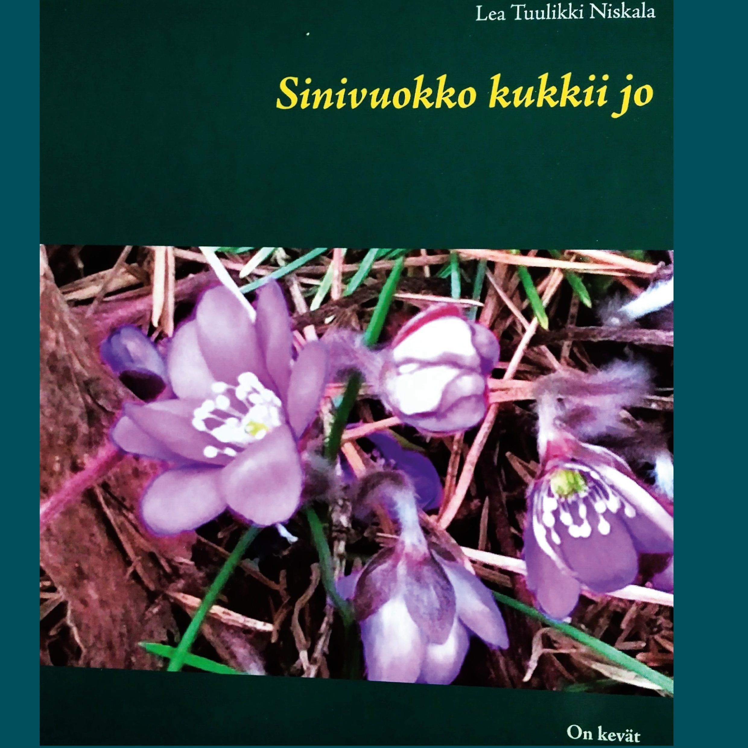 Sinivuokko kukkii jo