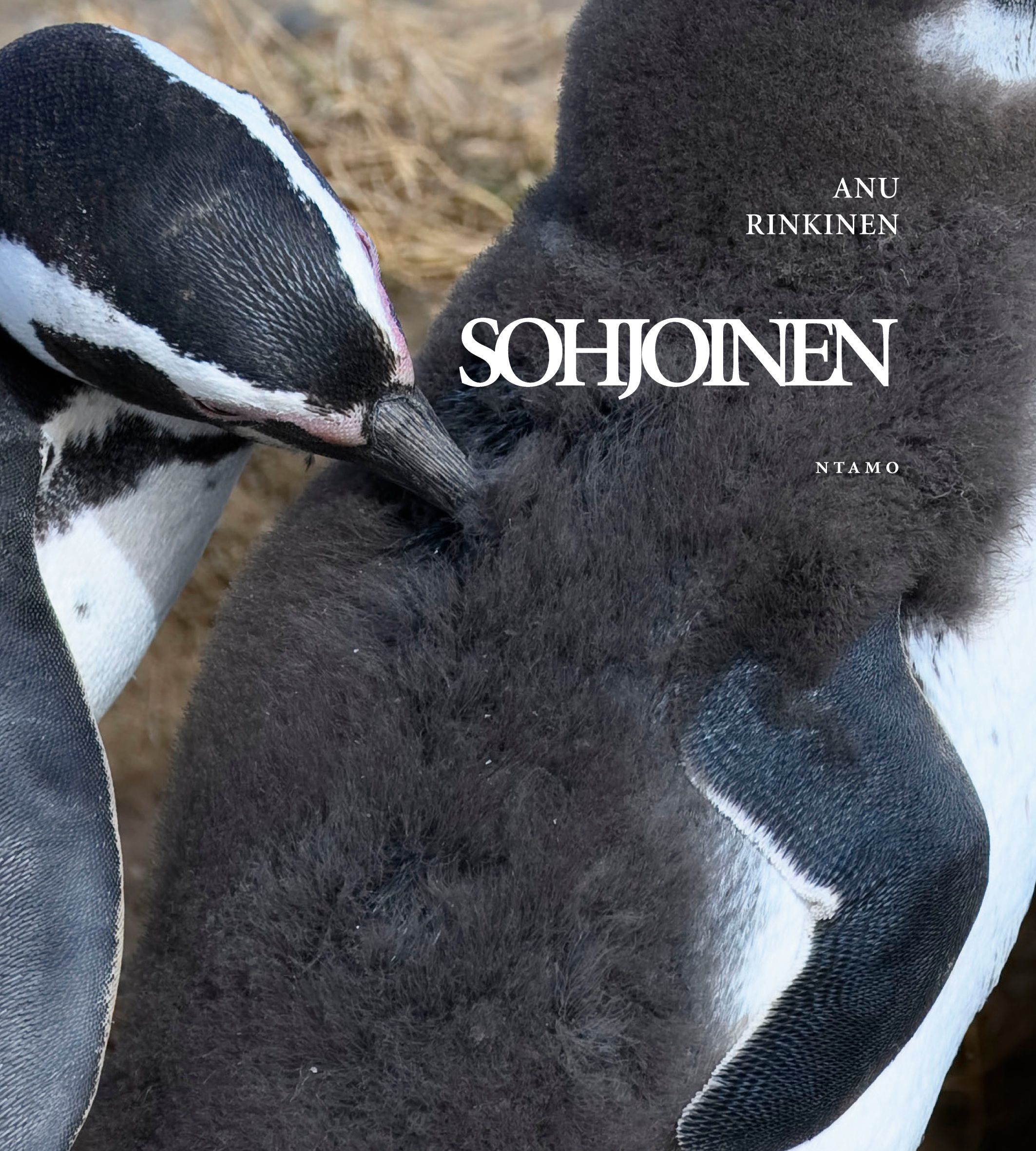Sohjoinen